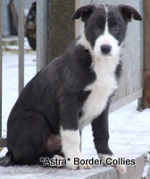 Blue / slate border collie puppy